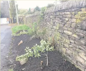  ??  ?? Young apple trees on a grass verge were cut down during the incident in Blakelow Road, Macclesfie­ld