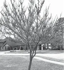  ?? Courtesy photos ?? This redbud has a crack in the trunk that could cause the tree to split.