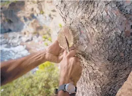  ??  ?? Collado takes scrapings from the cut on a tree June 26 during one of his smelling tours at Cap de Creus, a peninsula on the Balearic Sea in Spain’s Catalonia region.