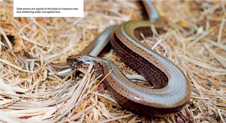  ??  ?? Slow worms are typical of the kinds of creatures who love sheltering under corrugated iron.