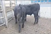  ??  ?? AA bullocks weighing 384kgs sold for €860 at Corrin Mart on Tuesday last.