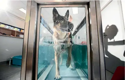  ?? PHOTO: CHRIS MCKEEN/FAIRFAX NZ ?? Axle doing his physio on the underwater treadmill.