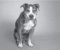  ?? PROVIDED BY THE ARIZONA HUMANE SOCIETY ?? Sweet 8-year-old Hope is looking for a special family that is willing to take on her potential medical needs.