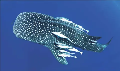  ??  ?? Left Suckerfish cling to a whale shark, hitching a ride on this giant of the deep