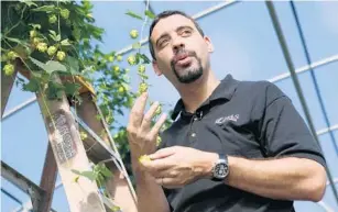  ?? PAIGE WILSON/STAFF FILE PHOTOS ?? Brian Pearson, director of the University of Florida’s hops research, above, and his team grew the aromatic and flavorful hops, below, in a greenhouse at the Apopka campus.