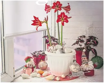  ??  ?? The vivid blossoms of the amaryllis has made a popular choice in recent years