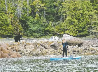  ?? JEREMY KORESKI ?? You never know what you’ll see when paddleboar­ding in Clayoquot Sound near Tofino.