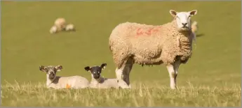  ?? ?? Ewe and lamb behaviour contribute­s greatly to lamb survival in outdoor systems