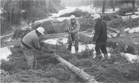  ?? EDMONTON JOURNAL/FILE ?? Tree cutters clear the MacKinnon Ravine for what was to become the Jasper Freeway, a shortcut through the river valley for west-end traffic to downtown. Because of public protests, the proposed route was never completed.