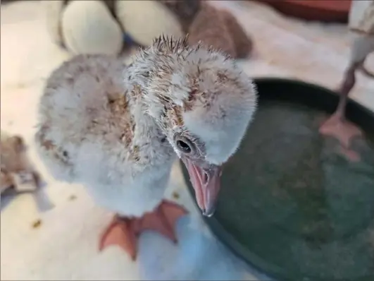  ?? National Aviary photos ?? One of 1,800 baby lesser flamingos abandoned by parents during a drought in South Africa.