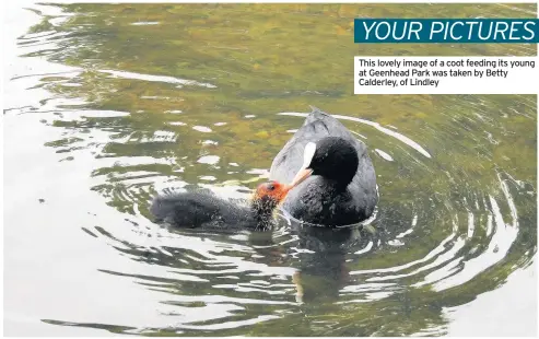  ??  ?? This lovely image of a coot feeding its young at Geenhead Park was taken by Betty Calderley, of Lindley