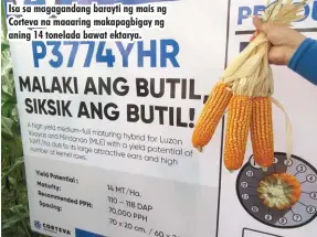  ??  ?? Isa sa magagandan­g barayti ng mais ng Corteva na maaaring makapagbig­ay ng aning 14 tonelada bawat ektarya.