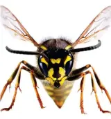  ?? ?? Pest controller­s: Without wasps we might be overrun by other insects