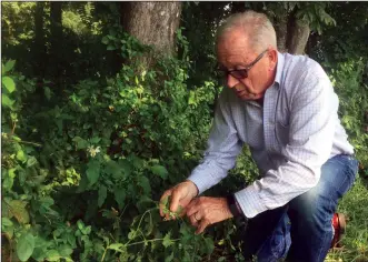  ?? Adrian Higgins/The Washington Post ?? Virginia Master Naturalist Alfred Goossens examines the ripening, poisonous berries of the horse-nettle growing on his property.