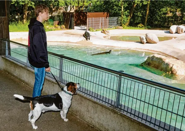  ?? Foto: Peter Fastl ?? Und wer seid ihr? In den Augsburger Zoo darf Jonas seinen Beagle Elvis mitnehmen, der hier so manch fremde Spezies näher beäugen kann.