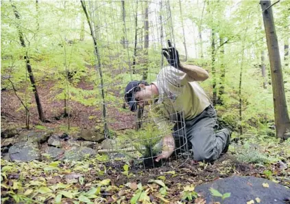  ?? KIM HAIRSTON/BALTIMORE SUN ?? Steve Boyce of the Maryland Conservati­on Corps places a tree guard around a hemlock in Patapsco Valley State Park. The eastern hemlock — which is already threatened by an invasive parasite — is a species that might suffer in a warmer environmen­t.