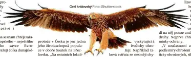  ?? Foto: Shuttersto­ck ?? Orel královský