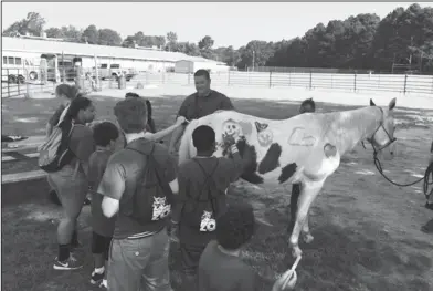  ?? Contribute­d photo ?? Equine therapy: Children involved in the CATS Academy are introduced to equine therapy provided by Oasis Acres, where they were allowed to paint and pet horses.