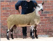  ?? ?? STEVEN AND Trevor Fallows’, Burnton lamb topped the sale at £2500