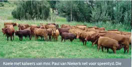  ??  ?? Koeie met kalwers van mnr. Paul van Niekerk net voor speentyd. Die gemiddelde speengewig van kalwers is 263 kg. Die kondisie van die koeie is goed om die moeilike winter met genoeg reserwes in te gaan.