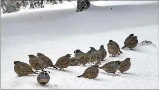  ?? PHOTO COURTESY OF TOSHIMI KRISTOF ?? The covey in this photo consists of 18 quail and is probably just a few couples and their surviving brood from this past summer.