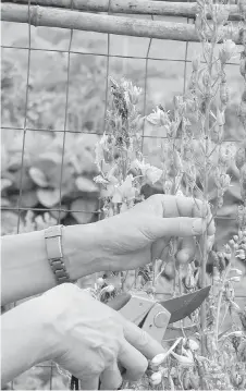  ??  ?? Cutting back spent flower stalks of some perennials, such as delphinium, can result in a repeat performanc­e later in the season.