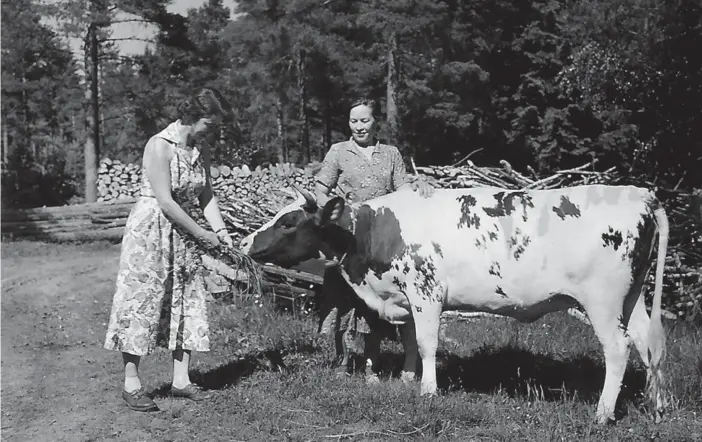  ?? FOTO: PRIVAT ?? Gunvor Bäckström, Svea Nyman och kon Rosa på Lövkulla gårds ägor. Fotot tillhör Thea Bromans privata samling och ingår i boken.