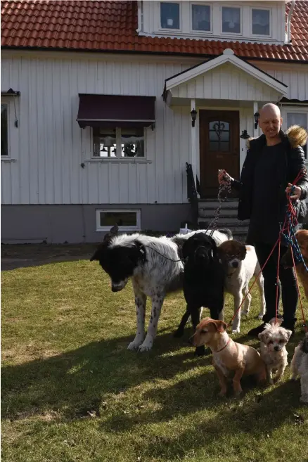  ??  ?? LÄSER AV HUNDEN. Anna Miocic Lagerström vet hur en hund ska ha det. Hemma på gården har hon åtta stycken av