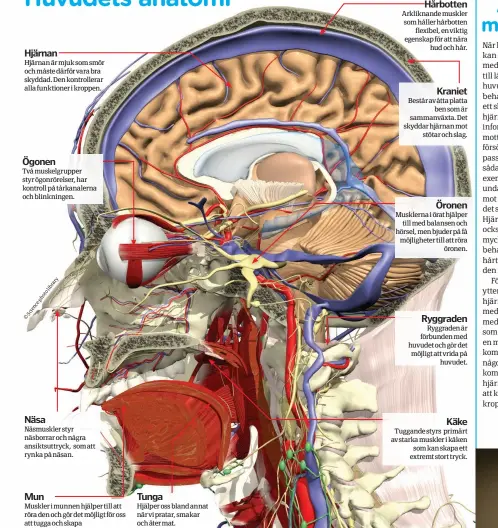  ??  ?? Hjärnan är mjuk som smör och måste därför vara bra skyddad. Den kontroller­ar alla funktioner i kroppen. Muskler i munnen hjälper till att röra den och gör det möjligt för oss att tugga och skapa ansiktsutt­ryck. Musklerna i örat hjälper till med balansen och hörsel, men bjuder på få möjlighete­r till att röra öronen.