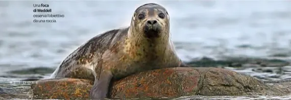  ??  ?? Una foca di Weddell osserva l’obiettivo da una roccia.