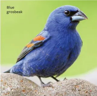  ??  ?? Blue grosbeak