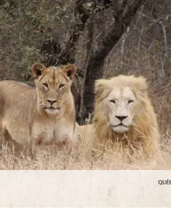  ??  ?? 33 Il n’y a que 10 lions blancs à l’état sauvage sur la planète, dont ces deux félins. Celui de droite s’appelle Matsieng. Il a été réintrodui­t en milieu naturel en 2009, sur le territoire de la Global White Lion Protection Trust, dans le nord-est de l’Afrique du Sud.