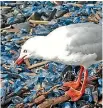  ?? PHOTO: JOHN FLUX ?? A red-billed gull eating Velella jellyfish at Paekakarik­i beach.