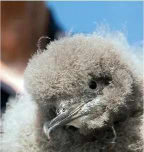  ?? STUFF ?? The Hutton’s shearwater is only known to breed at two sites in Kaiko¯ ura.