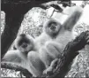  ?? FAN PENGLEI / FOR CHINA DAILY ?? Two female Hainan blackcrest­ed gibbons rest in a forest canopy in Hainan province.