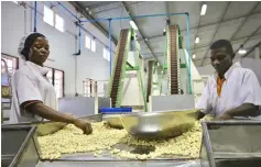  ??  ?? Workers oversee production and clean shells and nuts at the Condor Nuts Factory in Nampula, Mozambique. — AFP photo