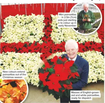  ??  ?? New colours extend poinsettia­s out of the Christmas season Mini poinsettia­s in 2.5in (7cm) pots just starting to colour up in early November Masses of English-grown red and white poinsettia­s, ready for dispatch