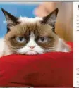  ?? Screenshot: realgrumpy­cat, Instagram ?? Der berühmtest­e Petfluence­r: Grumpy Cat.