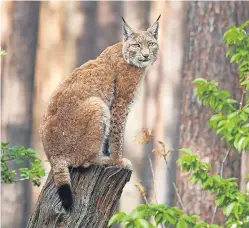  ??  ?? Beautiful but potentiall­y deadly to livestock: the lynx.