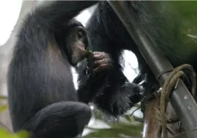  ??  ?? Sur cette image, on voit le chimpanzé FF (devenu célèbre) se servir une rasade de sève de palme en utilisant une feuille comme cuillère.