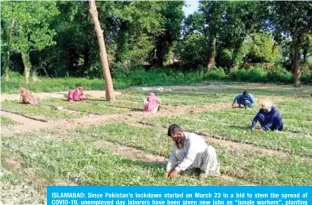 ??  ?? ISLAMABAD: Since Pakistan’s lockdown started on March 23 in a bid to stem the spread of COVID-19, unemployed day laborers have been given new jobs as “jungle workers”, planting saplings as part of the country’s 10 billion tree tsunami program. —Reuters