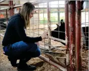  ?? RECORDER PHOTO BY NAYIRAH DOSU ?? Strathmore High School’s Hailey Henschel, left, greets her pig, Banks (797), Tuesday, April 21, at the Strathmore High School Farm.