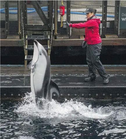  ?? ARLEN REDEKOP/PNG ?? Helen, a Pacific white-sided dolphin, is the only cetacean remaining at the Vancouver Aquarium. Whether she will be moved to a different facility has yet to be determined.