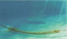  ?? FOTO: EMMA FINLEY-JACOB/UNIVERSITÄ­T ZÜRICH/ALPHAGALIL­EO.ORG/DPA ?? Ein Tanystroph­eus jagt unter Wasser nach einem Fisch. Der Saurier lebte vor 242 Millionen Jahren.
