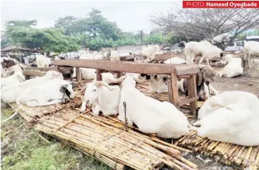  ?? PHOTO: Hameed Oyegbade ?? Ram market at Power-Line, Osogbo, Osun State