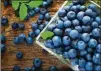  ?? CONTRIBUTE­D BY DREAMSTIME/TNS ?? Research says consuming flavonoids — the kind of antioxidan­ts found in blueberrie­s — made adults 33 percent less likely to catch a cold than those who did not eat flavonoid-rich foods.