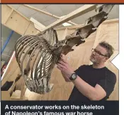  ??  ?? A conservato­r works on the skeleton of NapoleonNa­poleon’ss famous war horse