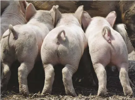  ??  ?? Penn State Extension says that “pigs grow best in moderate temperatur­es, around 70 degrees Fahrenheit, and can tolerate cooler temperatur­es as they gain weight and age.”