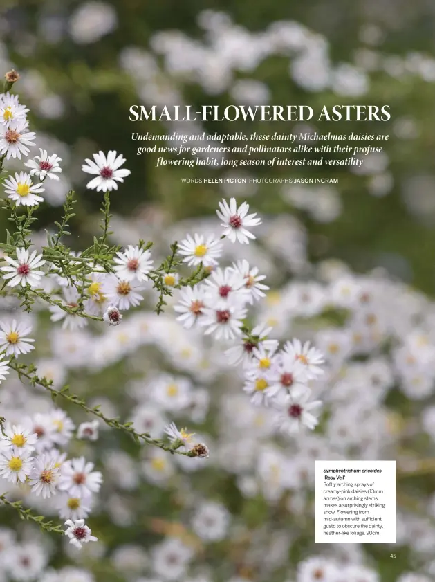  ??  ?? Symphyotri­chum ericoides ‘Rosy Veil’
Softly arching sprays of creamy-pink daisies (13mm across) on arching stems makes a surprising­ly striking show. Flowering from mid-autumn with sufficient gusto to obscure the dainty, heather-like foliage. 90cm.