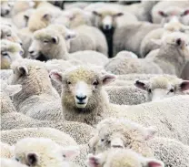  ?? PHOTO: GETTY IMAGES ?? Ready for a haircut . . . Lambs wool met good demand at this week’s South Island wool sale.